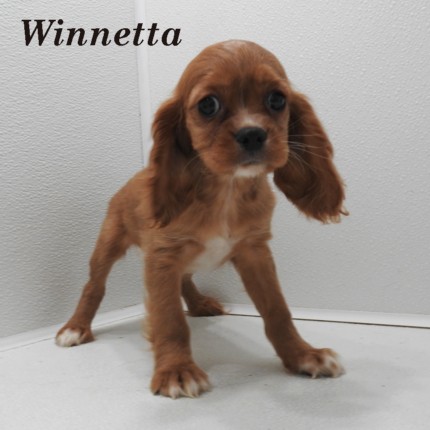 puppy, for, sale, Cockilear, Joe & Cherri  Overlease, dog, breeder, Miller, MO, dog-breeder, puppy-for-sale, forsale, nearby, find, puppyfind, locator, puppylocator, aca